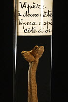 European Asp (Vipera aspis) specimen with two heads, France