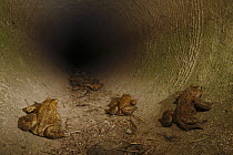 European Toad (Bufo bufo) group in underground tunnel which acts as a wildlife corridor used by thousands of toads for migration to breeding pond, France