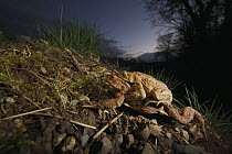European Toad (Bufo bufo)male and female in amplexus, Alsace, France