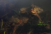 European Toad (Bufo bufo) pairs in amplexus in breeding pond in February, Alsace, France