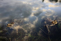 European Toad (Bufo bufo) pairs in amplexus in breeding pond in February, Alsace, France
