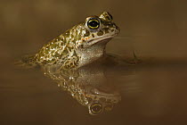 Natterjack Toad (Epidalea calamita) male refelcted in shallow pool, Alsace, France
