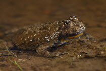 Yellow-bellied Toad (Bombina variegata) in pond, Alsace, France