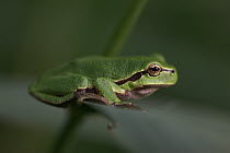 European Tree Frog (Hyla arborea) on branch, Alsace, France