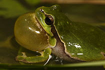 European Tree Frog (Hyla arborea) calling, Alsace, France