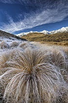 Tussock Grass (Poa flabellata) covered in frost with Torlesse Range behind, Castle Hill Basin, Canterbury, New Zealand