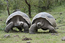 Volcan Alcedo Giant Tortoise (Chelonoidis nigra vandenburghi) males on caldera floor, Isabella Island, Galapagos Islands, Ecuador