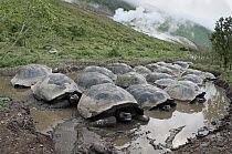 Volcan Alcedo Giant Tortoise (Chelonoidis nigra vandenburghi) group wallowing in rain pool on caldera floor, Isabella Island, Galapagos Islands, Ecuador