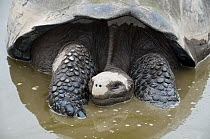 Volcan Alcedo Giant Tortoise (Chelonoidis nigra vandenburghi) wallowing in seasonal rain pool, Isabella Island, Galapagos Islands, Ecuador