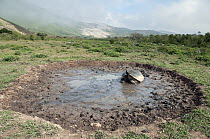 Volcan Alcedo Giant Tortoise (Chelonoidis nigra vandenburghi) wallowing in fast drying rain pool on caldera floor, Isabella Island, Galapagos Islands, Ecuador
