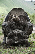 Volcan Alcedo Giant Tortoise (Chelonoidis nigra vandenburghi) mating, Isabella Island, Galapagos Islands, Ecuador