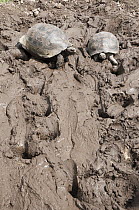 Volcan Alcedo Giant Tortoise (Chelonoidis nigra vandenburghi) wallowing in mud, Isabella Island, Galapagos Islands, Ecuador