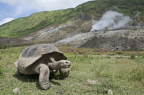 Volcan Alcedo Giant Tortoise (Chelonoidis nigra vandenburghi) male with steaming fumaroles on caldera floor, Isabella Island, Galapagos Islands, Ecuador