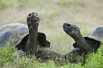 Volcan Alcedo Giant Tortoise (Chelonoidis nigra vandenburghi) pair, Isabella Island, Galapagos Islands, Ecuador