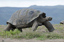 Volcan Alcedo Giant Tortoise (Chelonoidis nigra vandenburghi) male walking, Isabella Island, Galapagos Islands, Ecuador