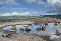 Volcan Alcedo Giant Tortoise (Chelonoidis nigra vandenburghi) group wallowing in rain pool, Isabella Island, Galapagos Islands, Ecuador