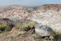 Volcan Alcedo Giant Tortoise (Chelonoidis nigra vandenburghi) near fumarole, Isabella Island, Galapagos Islands, Ecuador