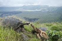 Volcan Alcedo Giant Tortoise (Chelonoidis nigra vandenburghi) males in aggressive display, Isabella Island, Galapagos Islands, Ecuador