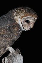 Barn Owl (Tyto alba) with introduced mouse prey, Galapagos Islands, Ecuador