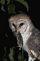 Barn Owl (Tyto alba) eating introduced mouse, Galapagos Islands, Ecuador