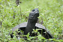 Galapagos Giant Tortoise (Chelonoidis nigra), Galapagos Islands, Ecuador
