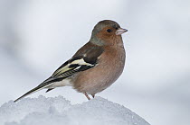 Chaffinch (Fringilla coelebs) male, an introduced species, Arthur's Pass National Park, South Island, New Zealand