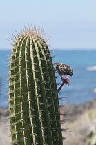 Small Ground-Finch (Geospiza fuliginosa) female feeding on Cactus (Jasminocereus sp) flower, Galapagos Islands, Ecuador