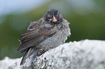 Small Ground-Finch (Geospiza fuliginosa) affected by introduced avian pox virus, Galapagos Islands, Ecuador