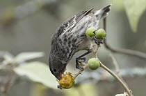 Medium Ground-Finch (Geospiza fortis) feeding on ripe Nightshade (Solanum sp) berries, Galapagos Islands, Ecuador
