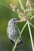 Medium Ground-Finch (Geospiza fortis) feeding on ripe sedge seed head, Galapagos Islands, Ecuador