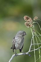 Small Ground-Finch (Geospiza fuliginosa), Galapagos Islands, Ecuador