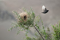 Small Ground-Finch (Geospiza fuliginosa) leaving nest in spiny Angiosperm (Scutia sp) bush, Galapagos Islands, Ecuador