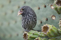 Common Cactus-Finch (Geospiza scandens) on Opuntia (Opuntia sp) cactus, Galapagos Islands, Ecuador