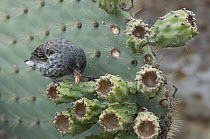 Common Cactus-Finch (Geospiza scandens) using long beak to extract seeds from Opuntia (Opuntia sp) cactus fruit, Galapagos Islands, Ecuador