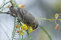 Small Ground-Finch (Geospiza fuliginosa) feeding on flower nectar, Galapagos Islands, Ecuador