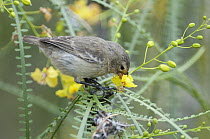 Small Ground-Finch (Geospiza fuliginosa) feeding on flower nectar, Galapagos Islands, Ecuador