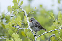 Small Ground-Finch (Geospiza fuliginosa) female, Galapagos Islands, Ecuador