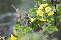 Vegetarian Finch (Platyspiza crassirostris) feeding on nectar-rich base of Cordia (Cordia lutea) flowers, Galapagos Islands, Ecuador