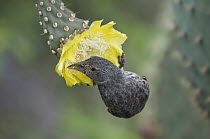 Common Cactus-Finch (Geospiza scandens) using long beak to feed on Opuntia (Opuntia sp) cactus flower, Galapagos Islands, Ecuador