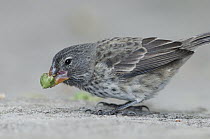 Medium Ground-Finch (Geospiza fortis) feeding on ripe fruit, Galapagos Islands, Ecuador