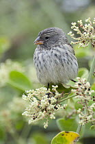 Small Ground-Finch (Geospiza fuliginosa) female, Galapagos Islands, Ecuador
