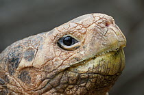 Saddleback Galapagos Tortoise (Chelonoidis nigra hoodensis) named Diego, an old male returned to the Galapagos from the San Diego Zoo in 1977 and sire of large number of young in captive breeding prog...