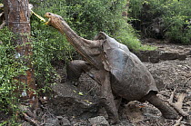 Saddleback Galapagos Tortoise (Chelonoidis nigra hoodensis) named Diego, an old male returned to the Galapagos from the San Diego Zoo in 1977 and sire of large number of young in captive breeding prog...