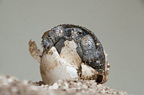 Saddleback Galapagos Tortoise (Chelonoidis nigra hoodensis) captive-bred hatchling emerging from egg, Galapagos Islands, Ecuador