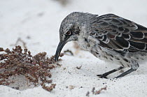 Hood Mockingbird (Nesomimus macdonaldi) digging around roots to find insects, Galapagos Islands, Ecuador