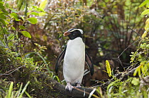 Fiordland Crested Penguin (Eudyptes pachyrhynchus) walking through dense undergrowth to forest nest site, New Zealand
