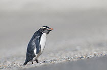 Fiordland Crested Penguin (Eudyptes pachyrhynchus) coming ashore on secluded beach to access nesting colony in thick forest, New Zealand