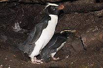 Fiordland Crested Penguin (Eudyptes pachyrhynchus) pair at nest, New Zealand