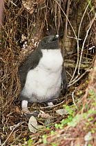 Fiordland Crested Penguin (Eudyptes pachyrhynchus) chick in dense undergrowth, New Zealand