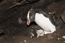 Fiordland Crested Penguin (Eudyptes pachyrhynchus) and chick in nest in undergrowth, New Zealand
